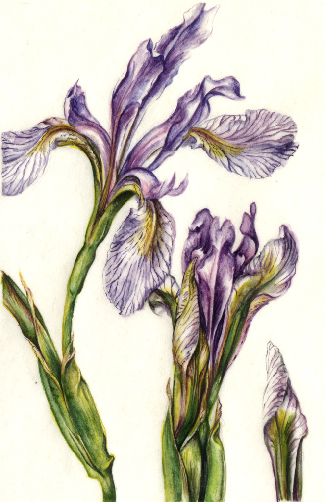 cathy weber - art - painting - woman -flower - watercolor - montana - painting - parchment - skin - botanical - study - flower - flag - iris