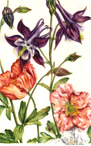cathy weber - art - painting - woman -flower - watercolor - montana - painting - parchment - skin - botanical - study - flower -poppy - columbine