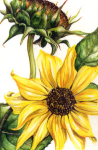 cathy - weber - artmaker - art - woman - oil - montana - painting - oil -poem - object - card - notecard - sunflower