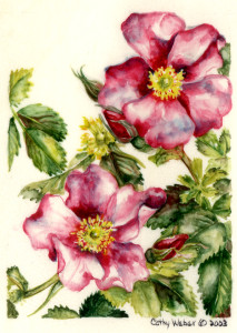 cathy weber - art - painting - woman -flowers - watercolor - moon phase- montana - painting - parchment - skin - botanical - study - wildflower - rosa woodsii