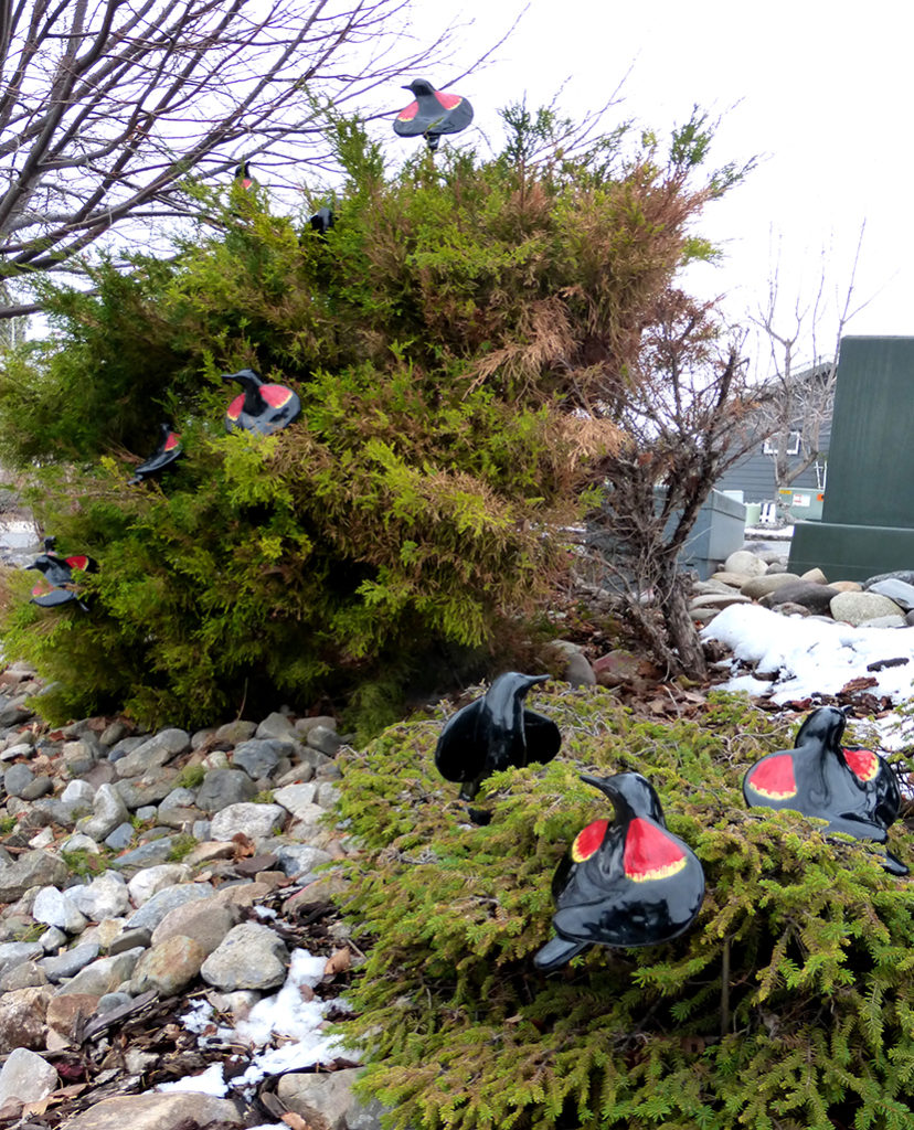 cathy weber - art - clay- woman - montana - ceramic - porcelain - bird - redwing - red winged - blackbird