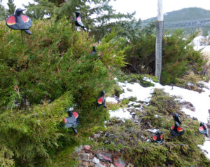 cathy weber - artmaker - clay - bird - porcelain - red-winged - red - wing - black - bird - blackbird - juniper