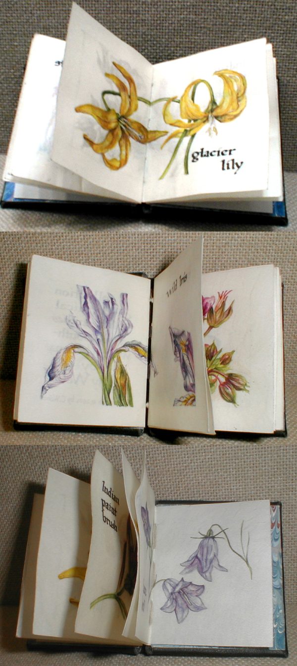 cathy weber - artmaker - montana - watercolor - woman - glacier lily - art - wildflower - artist - book