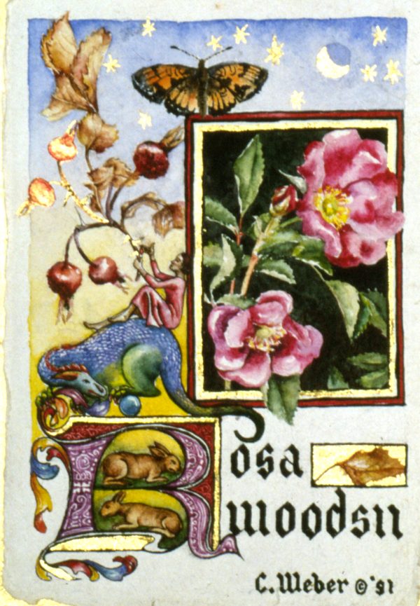 cathy weber - art - illumination - calligraphy - manuscript - watercolor - woman - rose - montana
